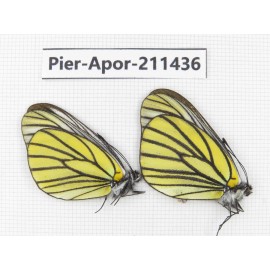 Aporia bieti bieti. China, Sichuan, Ganzi, S Slop of Mt.Gonggashan. 2M. Pier-Apor-211436.