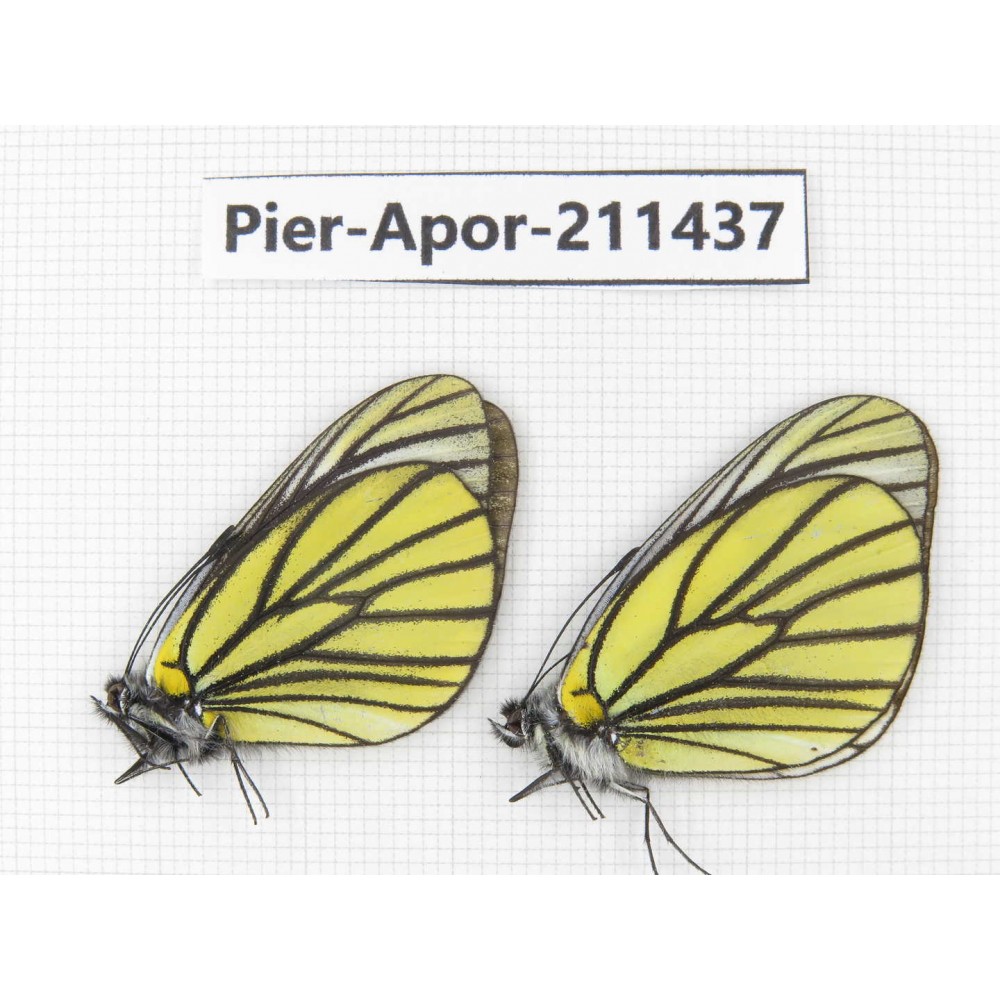 Aporia bieti bieti. China, Sichuan, Ganzi, S Slop of Mt.Gonggashan. 2M. Pier-Apor-211437.