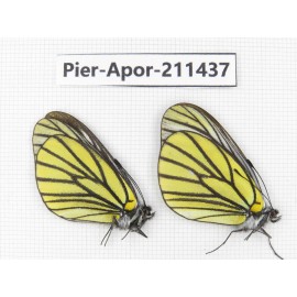 Aporia bieti bieti. China, Sichuan, Ganzi, S Slop of Mt.Gonggashan. 2M. Pier-Apor-211437.