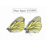 Aporia bieti transiens. China, Tibet, Qamdo, Mt.Zonglashan. 2M. Pier-Apor-213365.