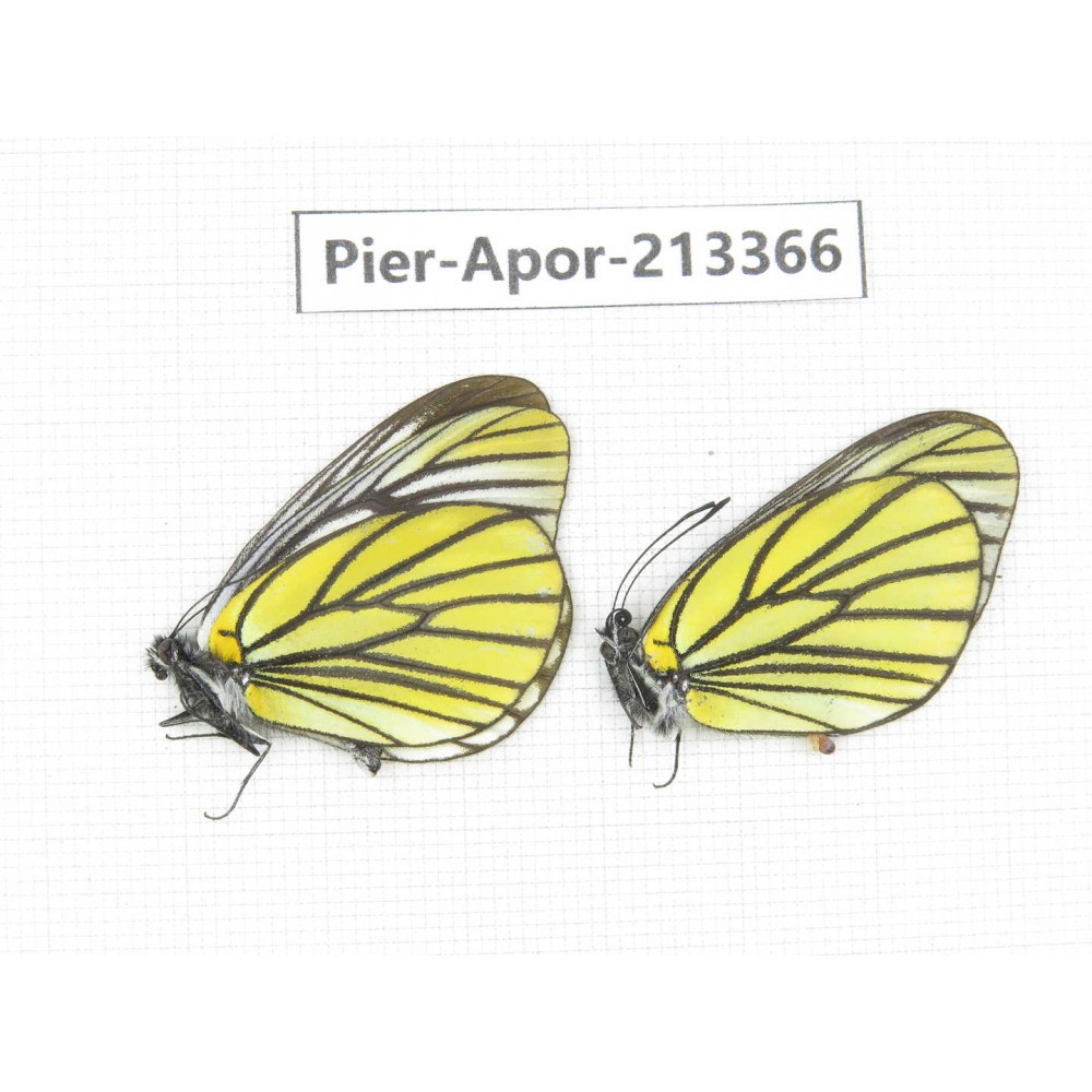 Aporia bieti transiens. China, Tibet, Qamdo, Mt.Zonglashan. 2M. Pier-Apor-213366.