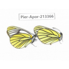 Aporia bieti transiens. China, Tibet, Qamdo, Mt.Zonglashan. 2M. Pier-Apor-213366.