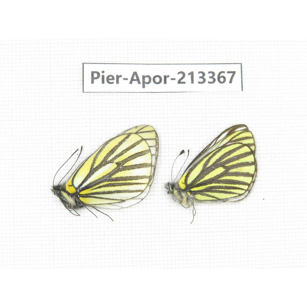 Aporia bieti transiens. China, Tibet, Qamdo, Mt.Zonglashan. 2M. Pier-Apor-213367.
