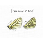 Aporia bieti transiens. China, Tibet, Qamdo, Mt.Zonglashan. 2M. Pier-Apor-213367.