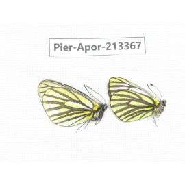 Aporia bieti transiens. China, Tibet, Qamdo, Mt.Zonglashan. 2M. Pier-Apor-213367.