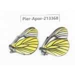 Aporia bieti transiens. China, Tibet, Qamdo, Mt.Zonglashan. 2M. Pier-Apor-213368.
