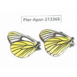 Aporia bieti transiens. China, Tibet, Qamdo, Mt.Zonglashan. 2M. Pier-Apor-213368.