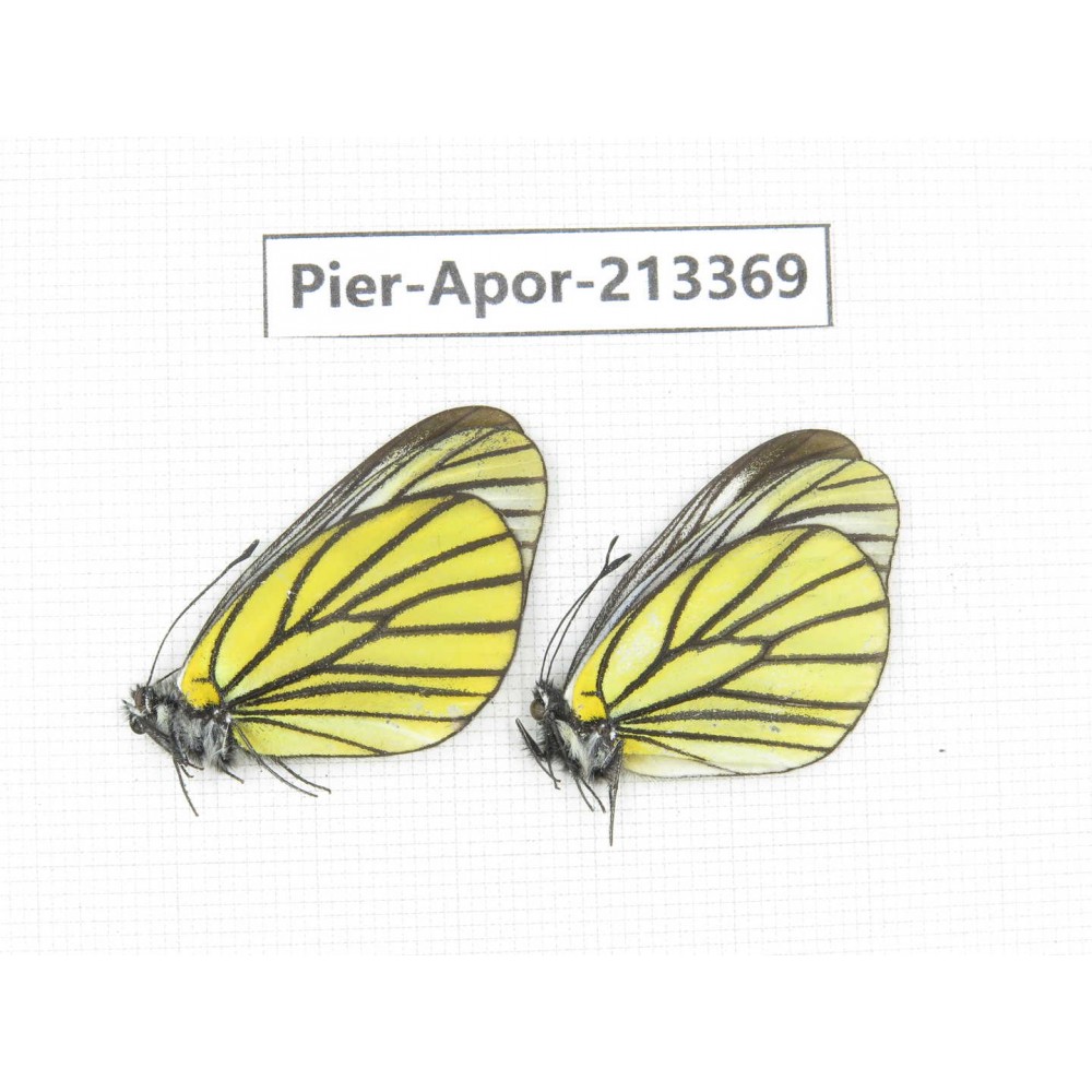 Aporia bieti transiens. China, Tibet, Qamdo, Mt.Zonglashan. 2M. Pier-Apor-213369.