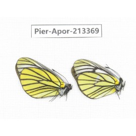 Aporia bieti transiens. China, Tibet, Qamdo, Mt.Zonglashan. 2M. Pier-Apor-213369.