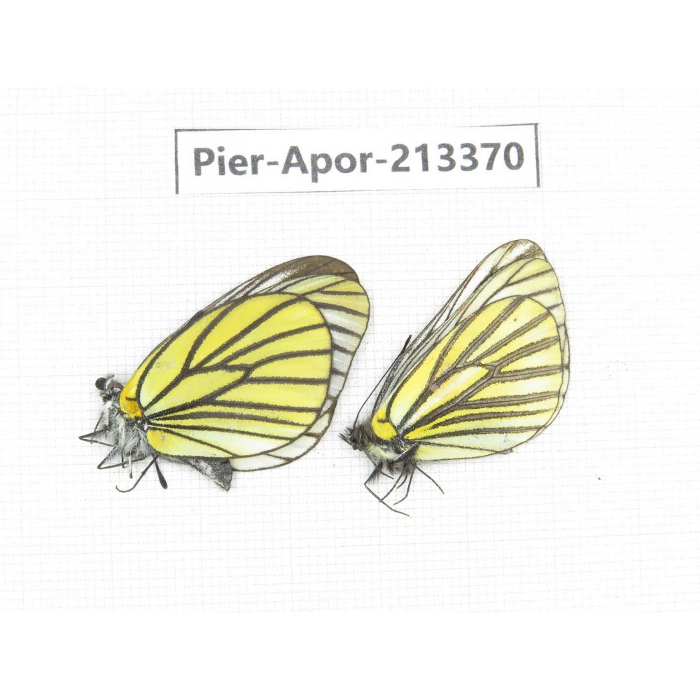 Aporia bieti transiens. China, Tibet, Qamdo, Mt.Zonglashan. 2M. Pier-Apor-213370.
