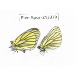 Aporia bieti transiens. China, Tibet, Qamdo, Mt.Zonglashan. 2M. Pier-Apor-213370.