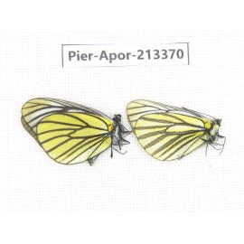 Aporia bieti transiens. China, Tibet, Qamdo, Mt.Zonglashan. 2M. Pier-Apor-213370.