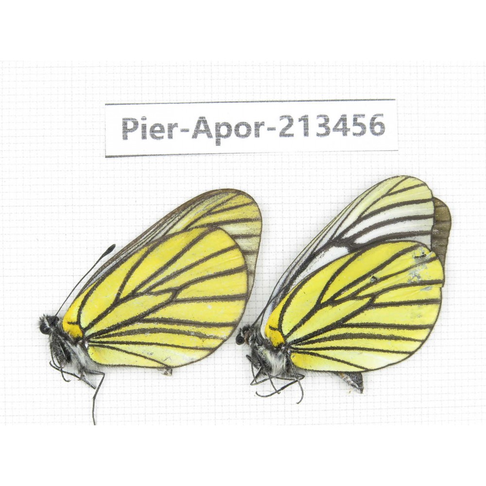 Aporia bieti transiens. China, Tibet, Qamdo, Mt.Zonglashan. 2M. Pier-Apor-213456.