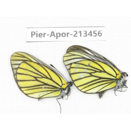 Aporia bieti transiens. China, Tibet, Qamdo, Mt.Zonglashan. 2M. Pier-Apor-213456.