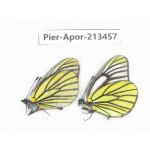 Aporia bieti transiens. China, Tibet, Qamdo, Mt.Zonglashan. 2M. Pier-Apor-213457.