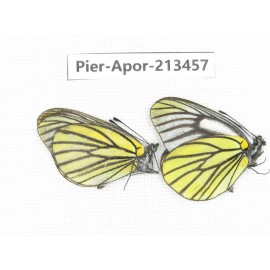 Aporia bieti transiens. China, Tibet, Qamdo, Mt.Zonglashan. 2M. Pier-Apor-213457.
