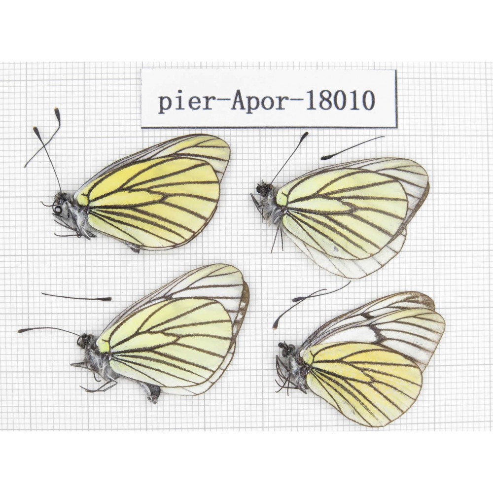 Aporia bieti transiens. China, Tibet, Qamdo, Qamdo valley. 4M. Pier-Apor-18010.