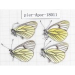 Aporia bieti transiens. China, Tibet, Qamdo, Qamdo valley. 4M. Pier-Apor-18011.