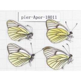 Aporia bieti transiens. China, Tibet, Qamdo, Qamdo valley. 4M. Pier-Apor-18011.