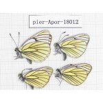Aporia bieti transiens. China, Tibet, Qamdo, Qamdo valley. 4M. Pier-Apor-18012.