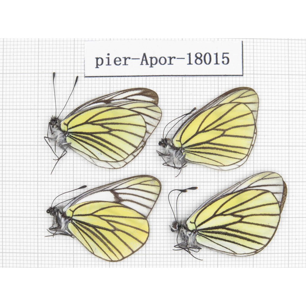 Aporia bieti transiens. China, Tibet, Qamdo, Qamdo valley. 4M. Pier-Apor-18015.