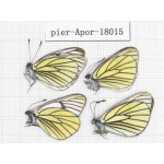 Aporia bieti transiens. China, Tibet, Qamdo, Qamdo valley. 4M. Pier-Apor-18015.