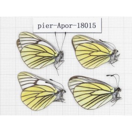 Aporia bieti transiens. China, Tibet, Qamdo, Qamdo valley. 4M. Pier-Apor-18015.