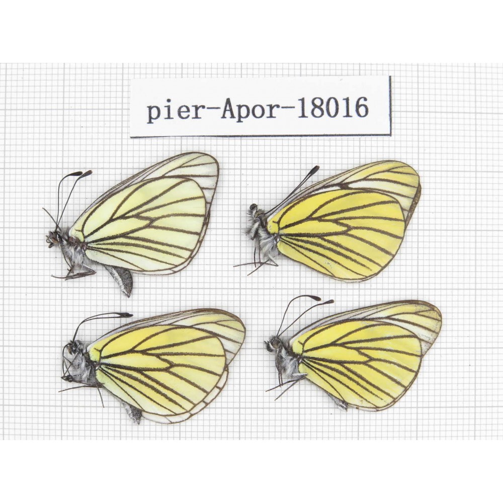 Aporia bieti transiens. China, Tibet, Qamdo, Qamdo valley. 4M. Pier-Apor-18016.