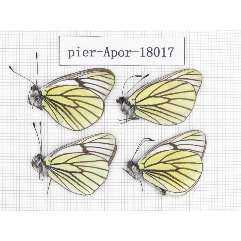 Aporia bieti transiens. China, Tibet, Qamdo, Qamdo valley. 4M. Pier-Apor-18017.
