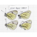 Aporia bieti transiens. China, Tibet, Qamdo, Qamdo valley. 4M. Pier-Apor-18017.