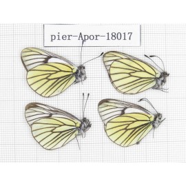 Aporia bieti transiens. China, Tibet, Qamdo, Qamdo valley. 4M. Pier-Apor-18017.