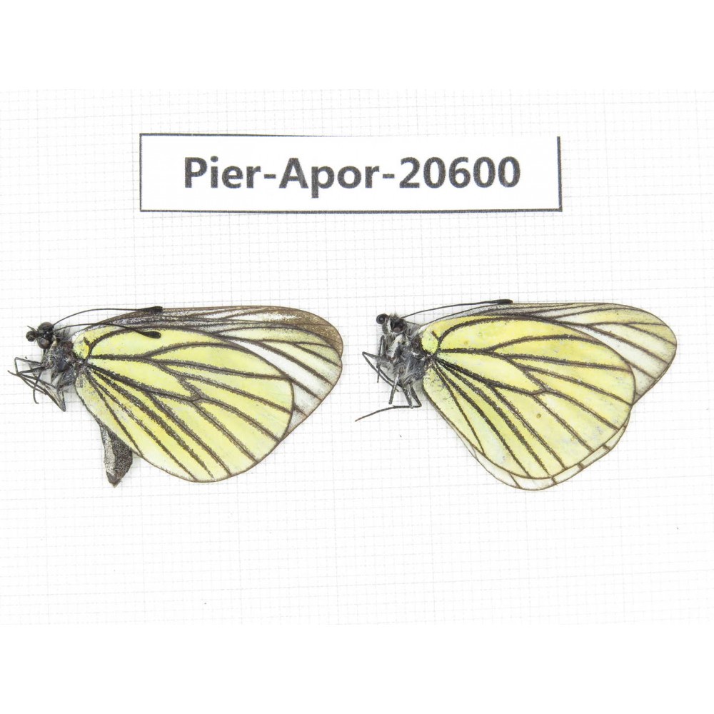 Aporia bieti transiens. China, Tibet, Qamdo, W of Jiangda county. 2M. Pier-Apor-20600.