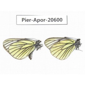 Aporia bieti transiens. China, Tibet, Qamdo, W of Jiangda county. 2M. Pier-Apor-20600.
