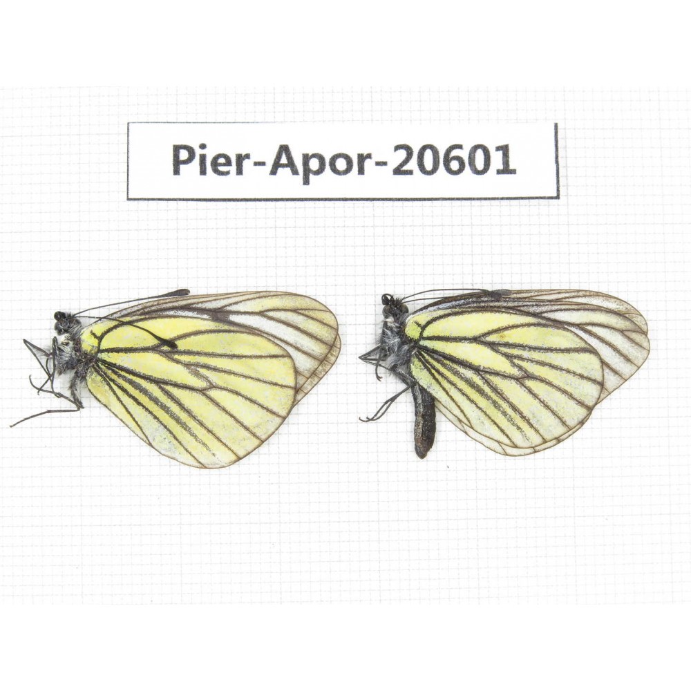 Aporia bieti transiens. China, Tibet, Qamdo, W of Jiangda county. 2M. Pier-Apor-20601.