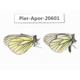 Aporia bieti transiens. China, Tibet, Qamdo, W of Jiangda county. 2M. Pier-Apor-20601.