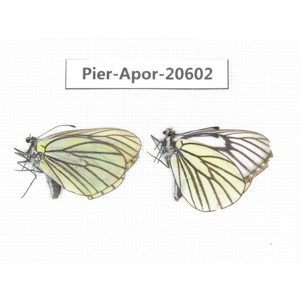 Aporia bieti transiens. China, Tibet, Qamdo, W of Jiangda county. 2M. Pier-Apor-20602.