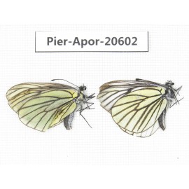 Aporia bieti transiens. China, Tibet, Qamdo, W of Jiangda county. 2M. Pier-Apor-20602.