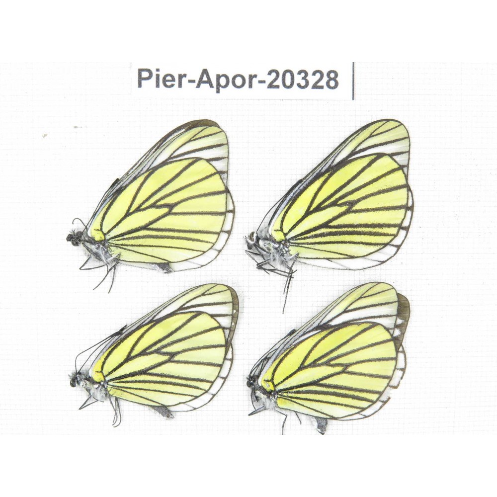 Aporia bieti gregoryi. China, Yunnan, Lijiang, N of Mt. Yunling. 4M. Pier-Apor-20328.