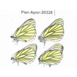 Aporia bieti gregoryi. China, Yunnan, Lijiang, N of Mt. Yunling. 4M. Pier-Apor-20328.