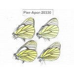 Aporia bieti gregoryi. China, Yunnan, Lijiang, N of Mt. Yunling. 4M. Pier-Apor-20330.