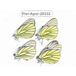 Aporia bieti gregoryi. China, Yunnan, Lijiang, N of Mt. Yunling. 4M. Pier-Apor-20332.