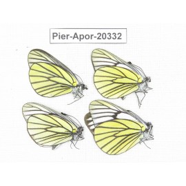 Aporia bieti gregoryi. China, Yunnan, Lijiang, N of Mt. Yunling. 4M. Pier-Apor-20332.