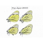 Aporia bieti gregoryi. China, Yunnan, Lijiang, N of Mt. Yunling. 4M. Pier-Apor-20333.