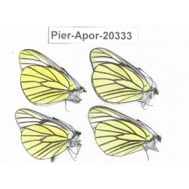 Aporia bieti gregoryi. China, Yunnan, Lijiang, N of Mt. Yunling. 4M. Pier-Apor-20333.