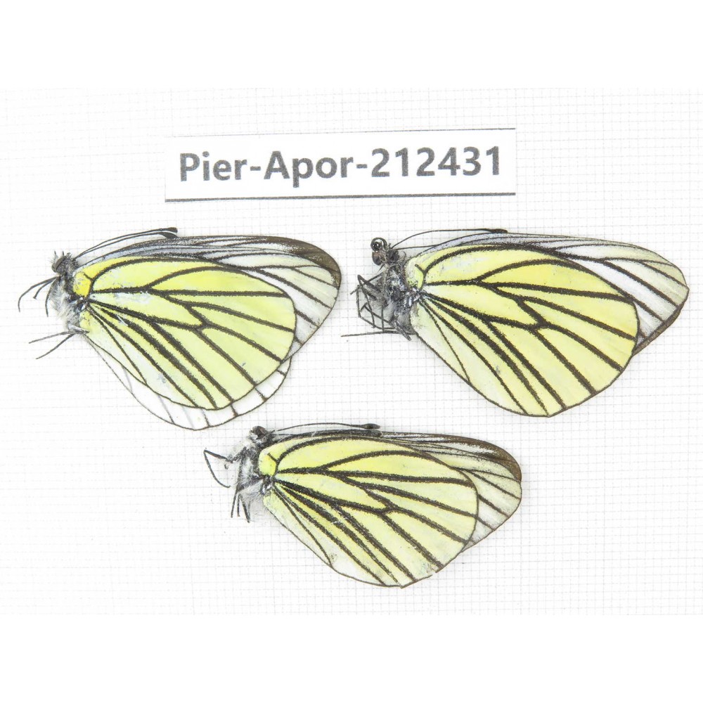 Aporia bieti gregoryi. China, Yunnan, Xiangerila, Deqin county, Xiaruo town. 3M. Pier-Apor-212431.