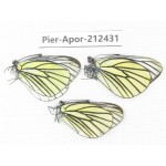 Aporia bieti gregoryi. China, Yunnan, Xiangerila, Deqin county, Xiaruo town. 3M. Pier-Apor-212431.