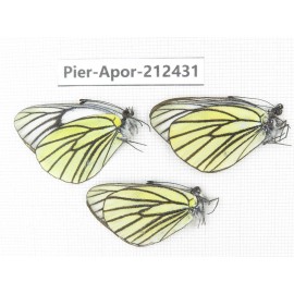 Aporia bieti gregoryi. China, Yunnan, Xiangerila, Deqin county, Xiaruo town. 3M. Pier-Apor-212431.