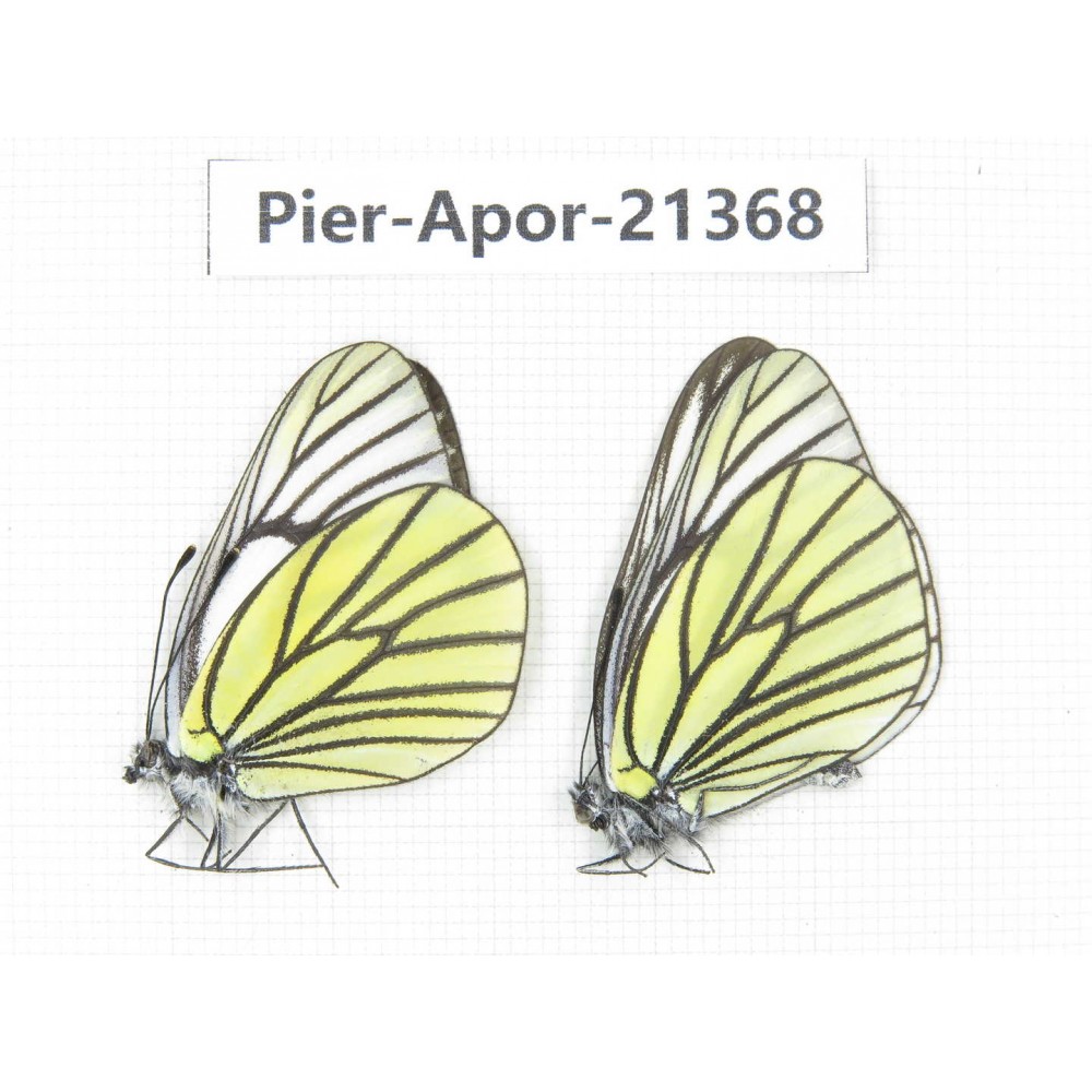 Aporia bieti transiens. China, Yunnan, Xiangerila, Mt.Baimaxueshan. 2M. Pier-Apor-21368.