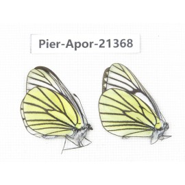 Aporia bieti transiens. China, Yunnan, Xiangerila, Mt.Baimaxueshan. 2M. Pier-Apor-21368.