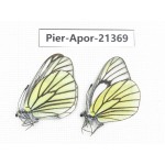 Aporia bieti transiens. China, Yunnan, Xiangerila, Mt.Baimaxueshan. 2M. Pier-Apor-21369.